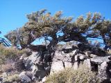 BabbittPeak-20061028-143900.jpg