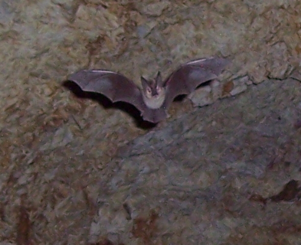 ph_20060612_bat.jpg