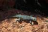 ph_20060612_lizard_small.jpg